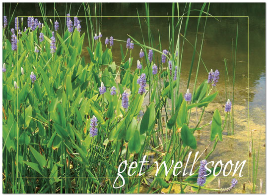 Thinking of you and sending warm wishes that you get well soon. Get Well Greeting Card 854U-Y
