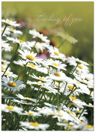 Select a verse or write your own. Thinking of You Daisies A2060D-Y