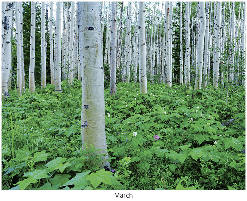 Scenic Seasons Wall Calendar DWM1026