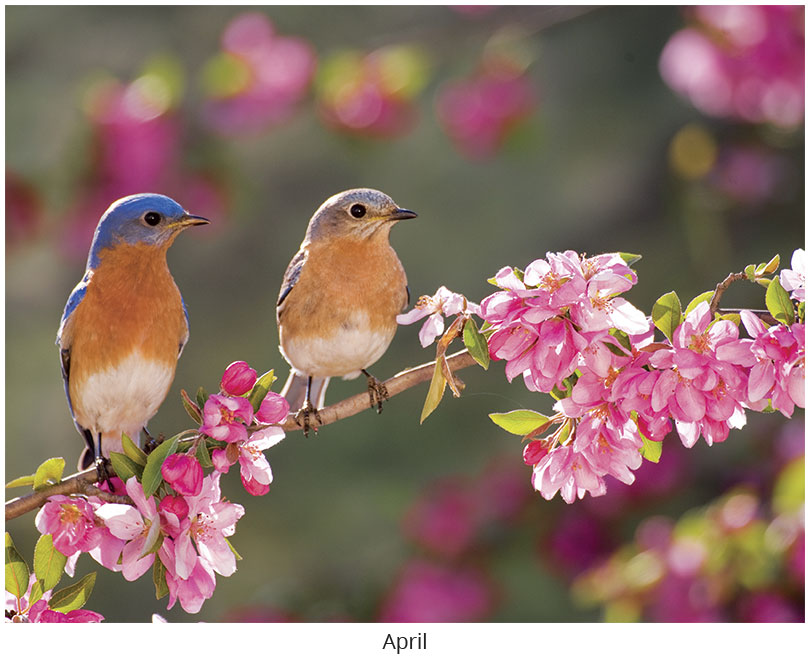 Scenic Seasons Wall Calendar DWM1026